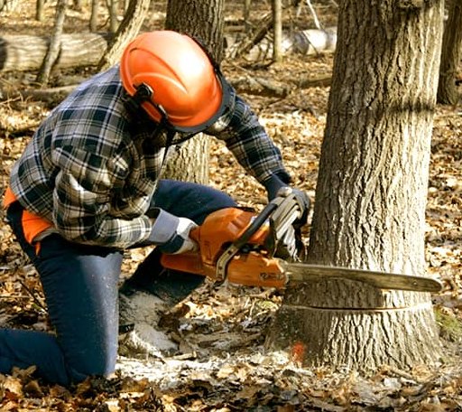 Tree Removal in Midway, GA